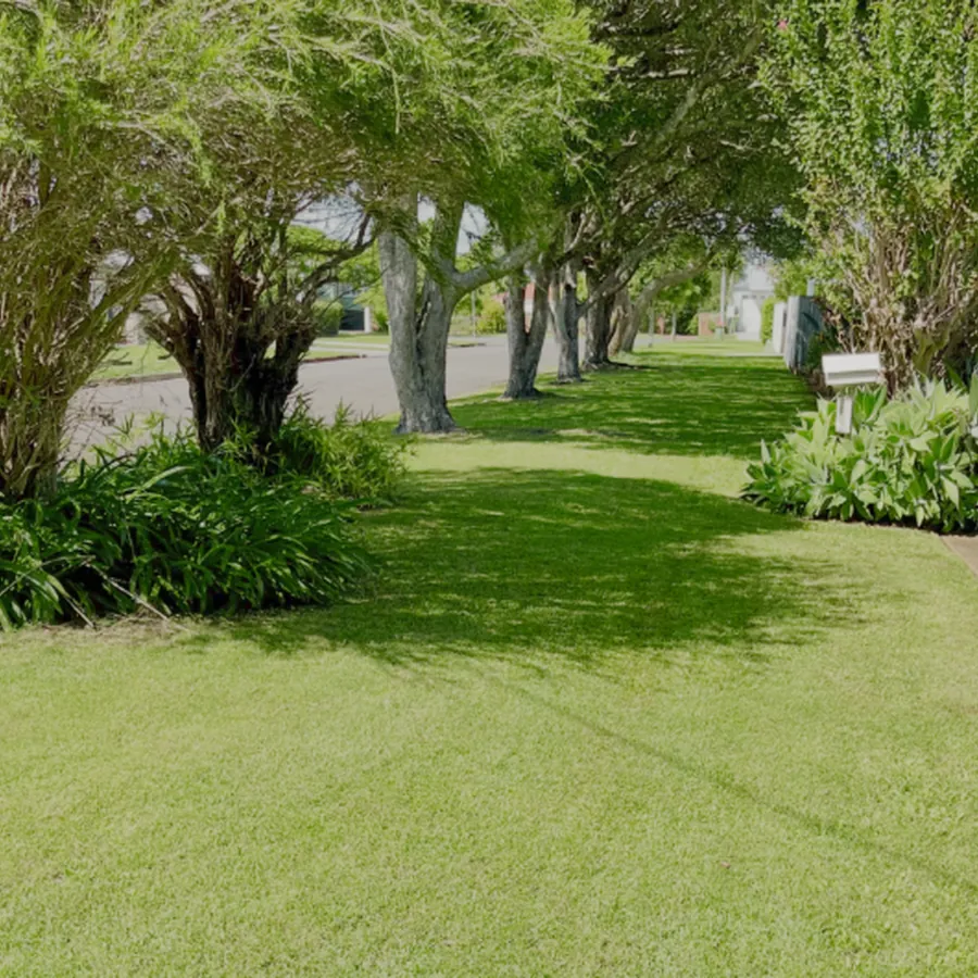 Tree pruning and trimming