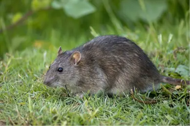Rodent control service image from Rat Pest Control Brisbane