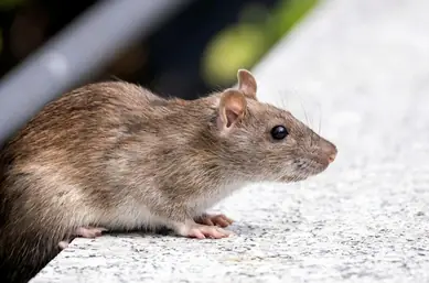 Rat Control Brisbane