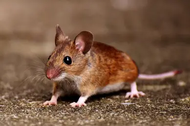 Rat removal Brisbane service