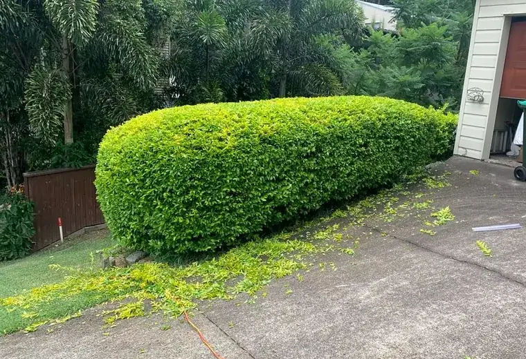 Hedge trimmed back with green waste cleared from the driveway