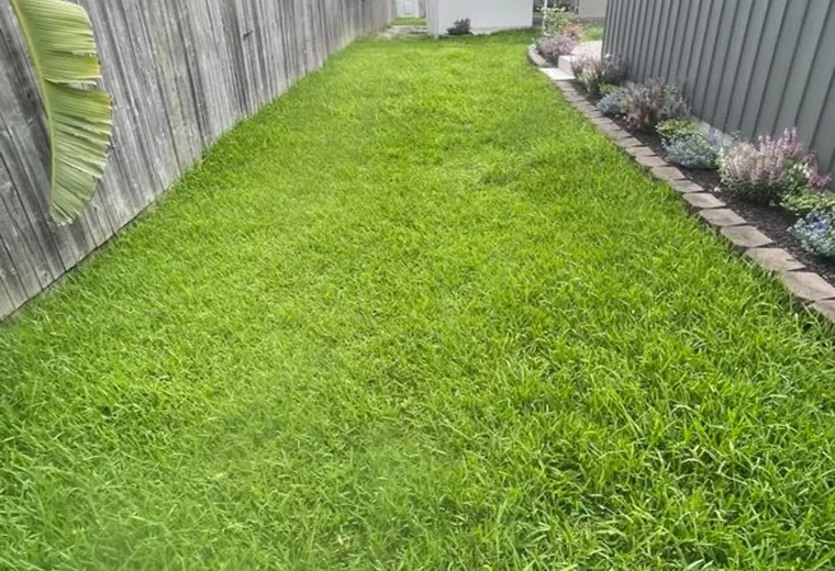Thick healthy green turf after a Selva lawn care treatment