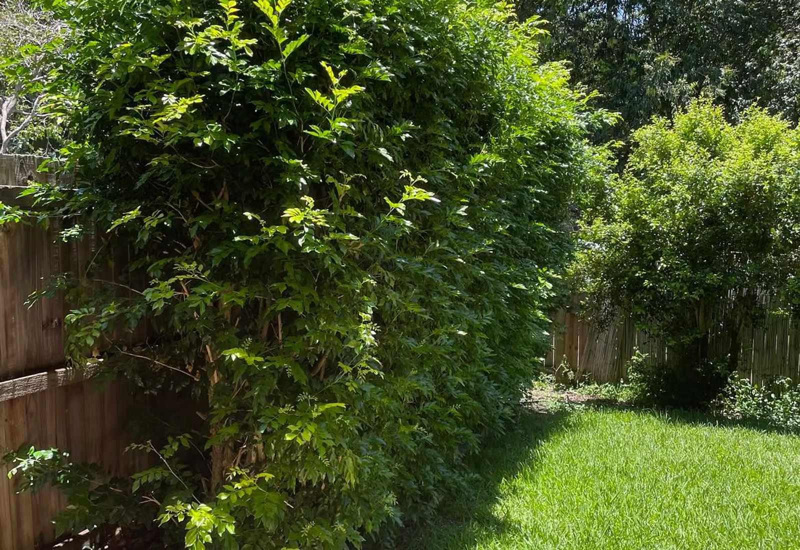 Lawn Care Program Brisbane