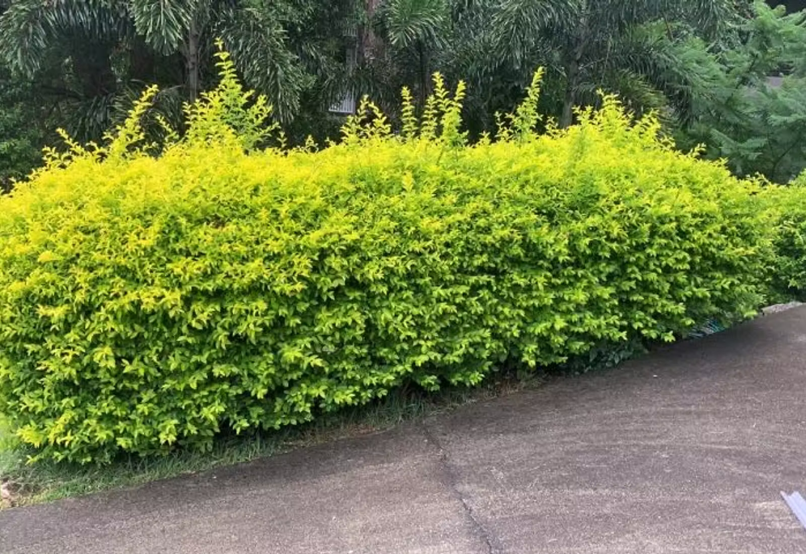 Pressure Washing Brisbane