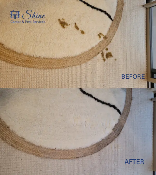 Carpet Cleaning by Shine Carpet & Pest Services