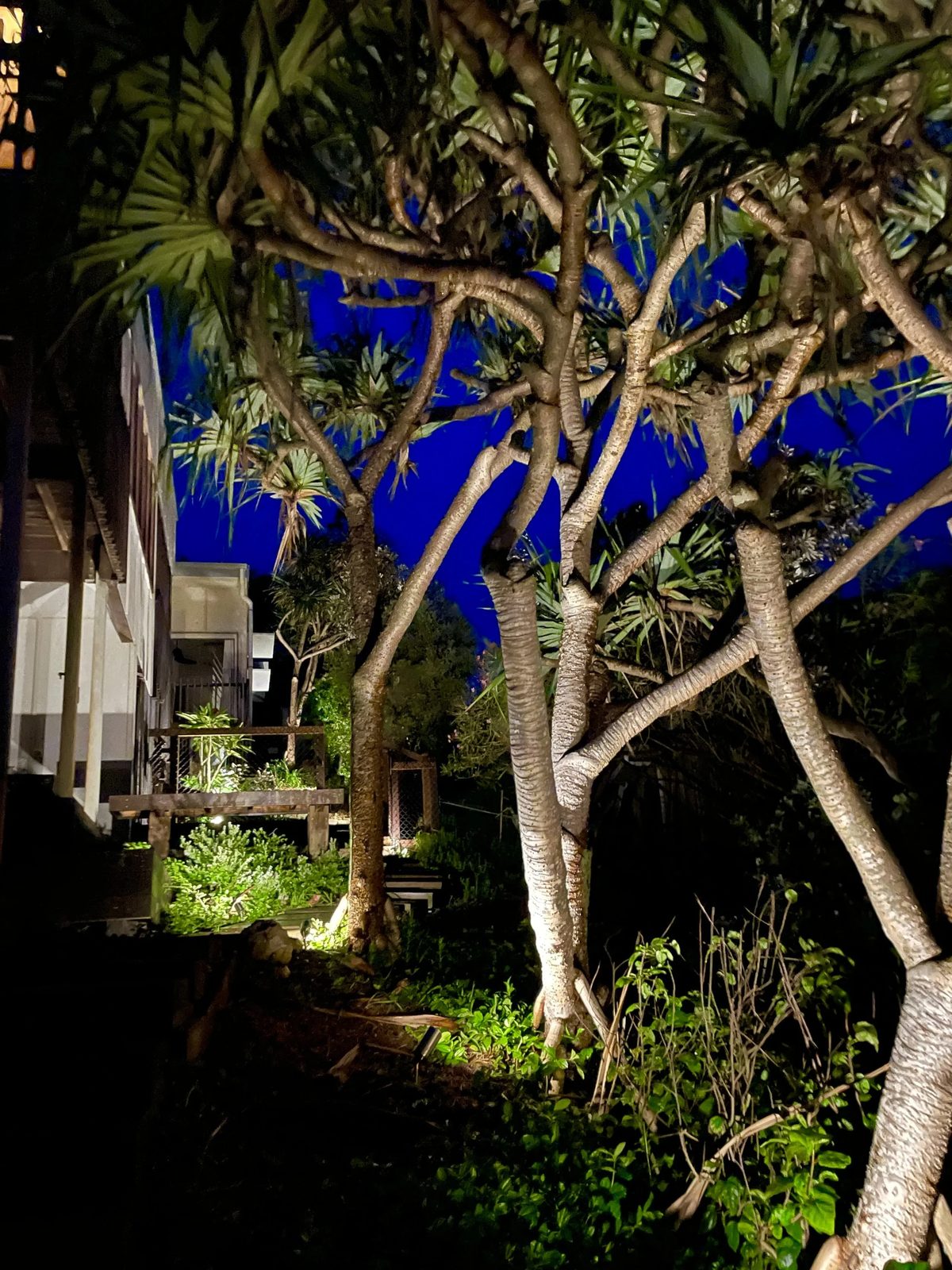 Garden uplighting on palm trees at a Brisbane home at night