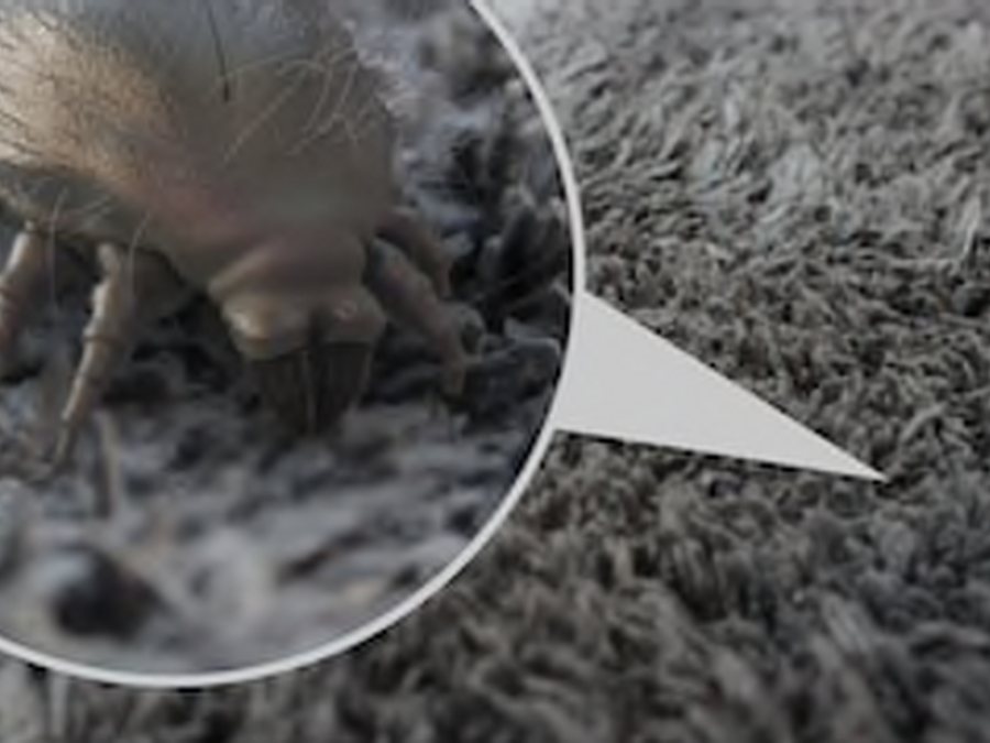 Dust mite & Allergy Treatment image from the Steam and Dryclean source site