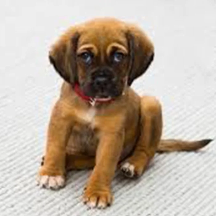 Pet Urine Treatment