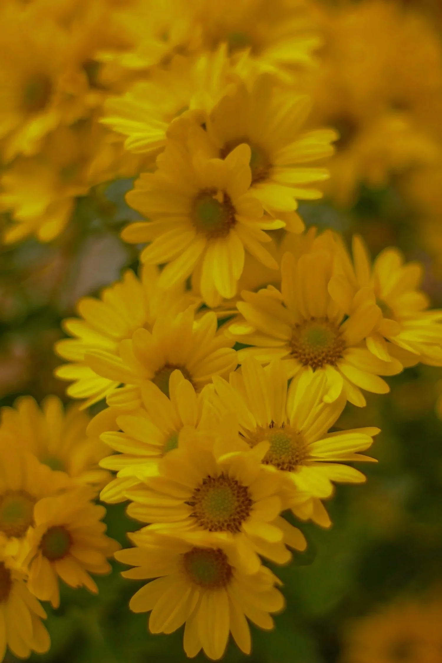 7-Day Wellbeing Challenge: Refine