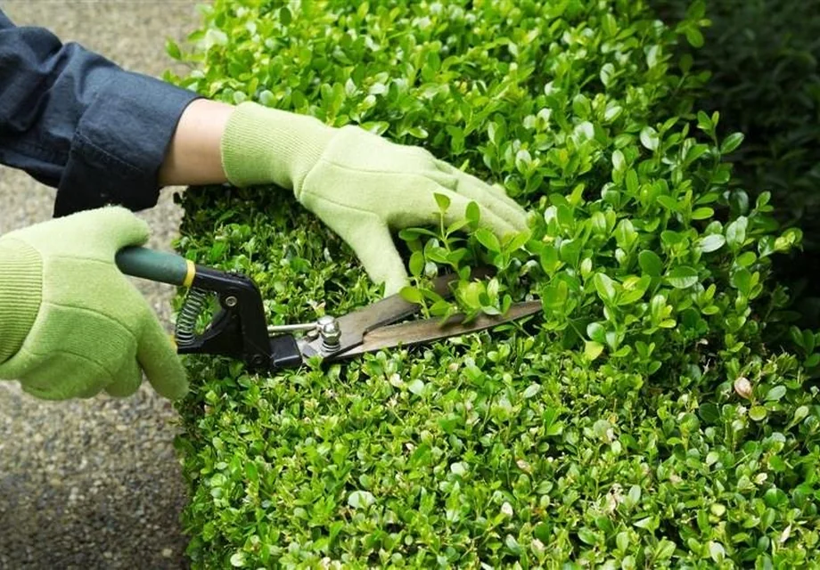 Lawn Mowing service image