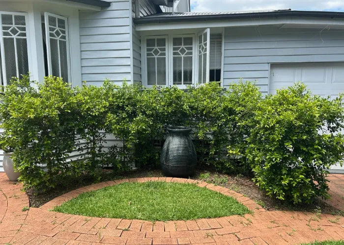 Garden before clean-up