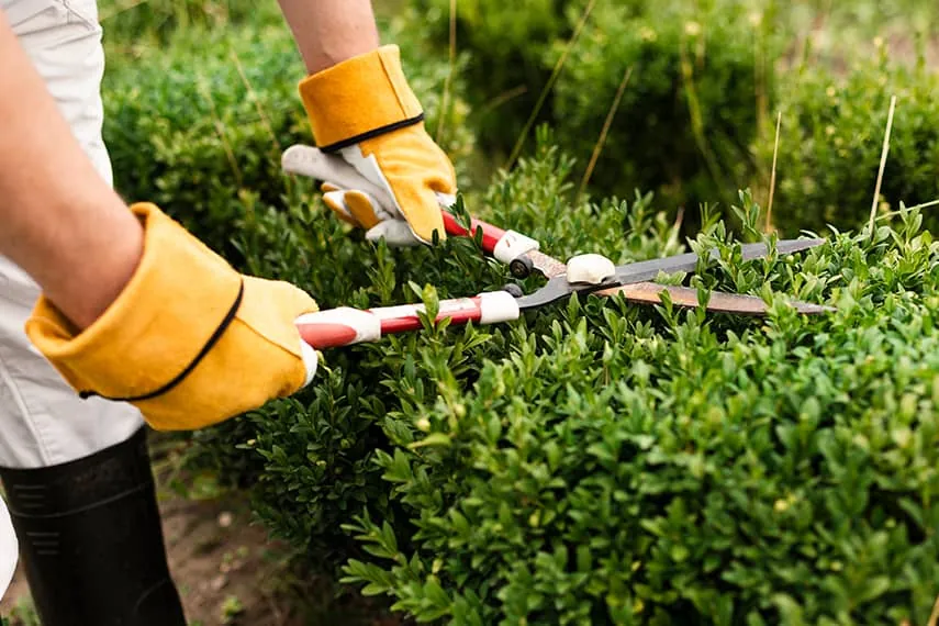 The Upkeep Guys trimming a hedge on a Brisbane job