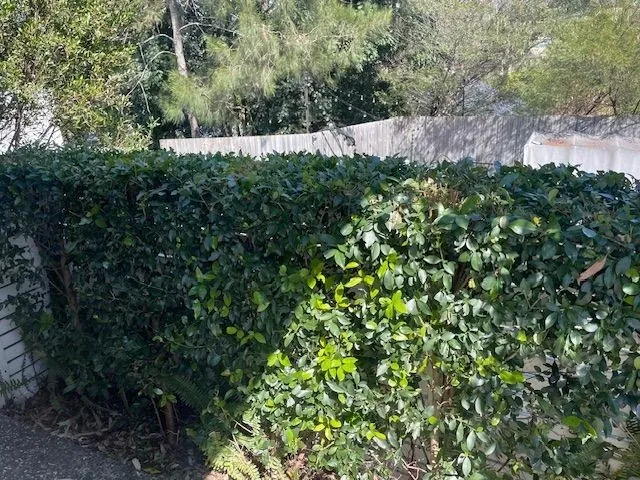 Hedging & Tree Trimming by The Upkeep Guys