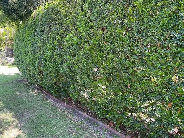 Garden Maintenance & Tidy-Ups by The Upkeep Guys