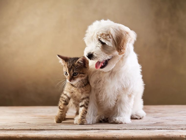 Pet Urine Treatment