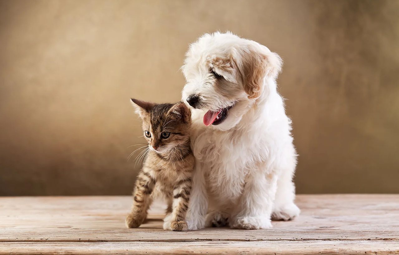 Pet Urine Treatment