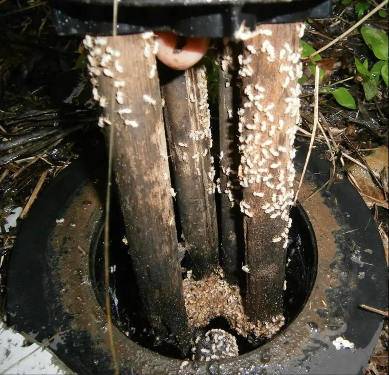Termite Control