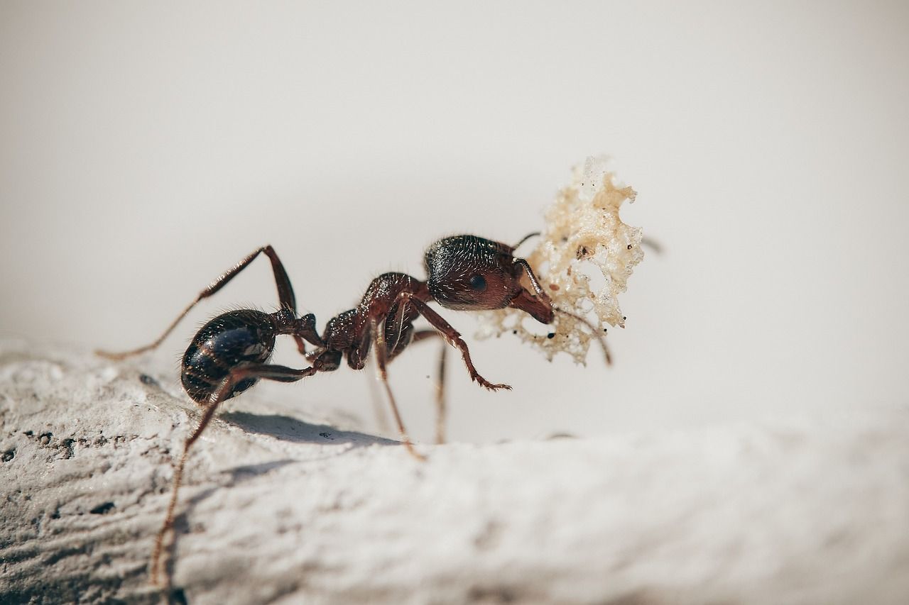 Pest management on the Gold Coast